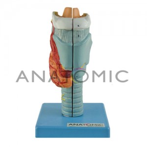 Modelo Laringe Ampliada em 2 Partes