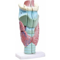 Modelo anatômico da Laringe com 3 partes (TGD-0314) 